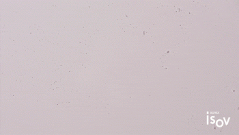 REPAIR BOOSTER AMPOULE 2ml×20ea